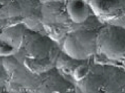 ジルコニアビーズ電子顕微鏡写真